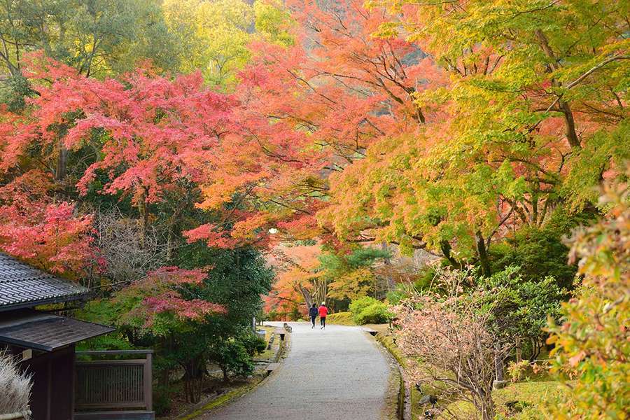 Autumn seaason in Japan- Shore excursions Japan