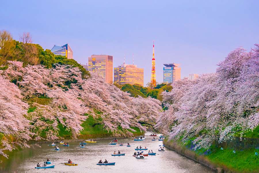 Cherry Blossom festivals - Japan shore excursions