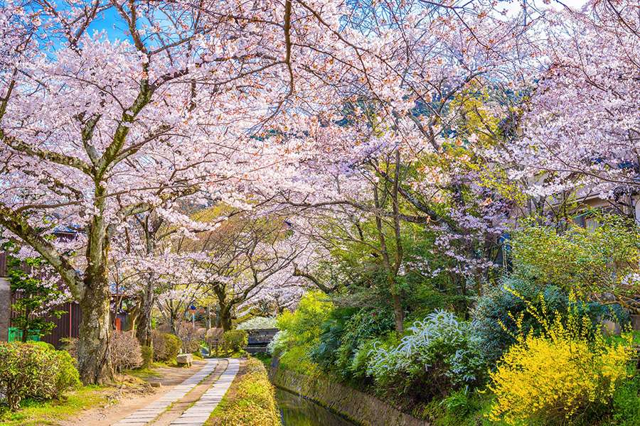 Cherry Blossoms - Japan shore excursions