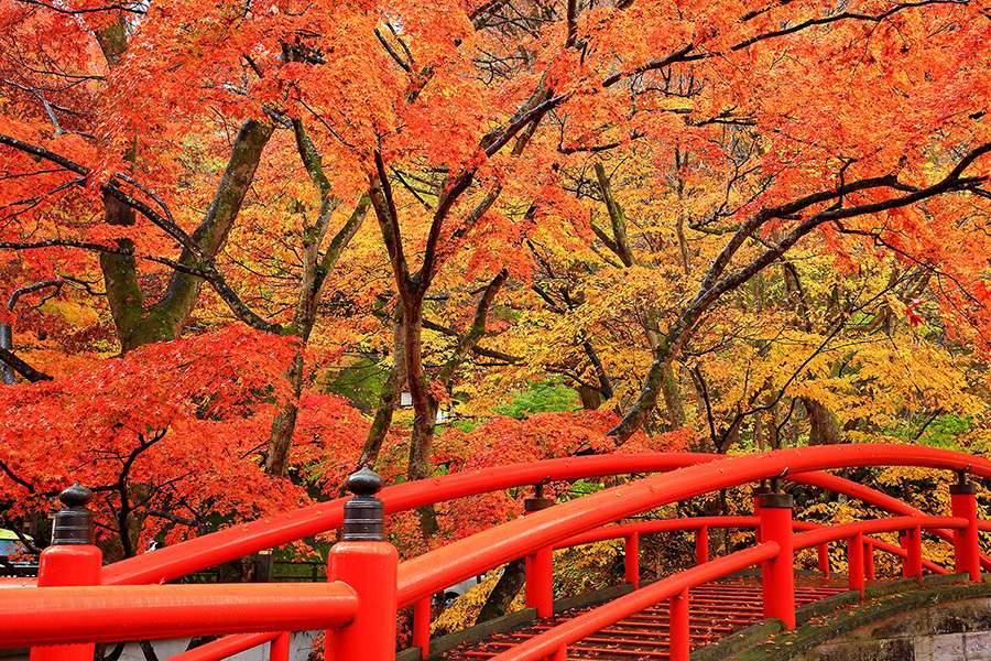 Fall Foliage - Japan shore excursions